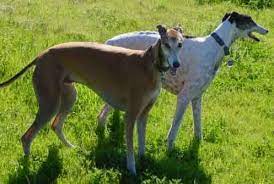 Carthageagriculture Greyhound 3 Grey Hound Dog Greyhound Pictures Dogs And Puppies
