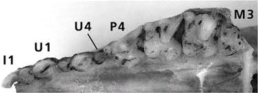 Image result for Anthospermum whyteanum