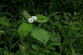 Image result for Astripomoea lachnosperma