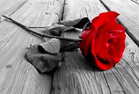 Free Download Red Rose With Black And White Background Red Rose Black And White 1513x1027 For Your Desktop Mobile Tablet Explore 50 Black White And Red Wallpaper Black And Black and white photography with red umbrella | destination inspiration: