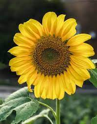 Sunflower Photo By Saba Khozoui National Geographic Your Shot Sunflower Photo Painting Photos Sunflower