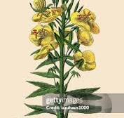 998 イブニングプリムローズ Stock Photos, High-Res Pictures ...