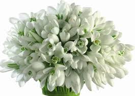Die farbe gilt bei blumen als ein sinnbild für eleganz und schönheit und wird neben hochzeiten und beerdigungen genauso gerne als. Hintergrundbilder Weisser Hintergrund Schneeglockchen Blume Hyazinthe Strauss Blutenblatt Landanlage Bluhende Pflanze Nahansicht Floristik Ganseblumchenfamilie Blumenstrauss Chrysanths Blumen Arrangement Blumendesign Schnittblumen