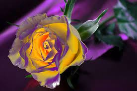 Find & download the most popular flower photos on freepik free for commercial use high quality images over 9 million stock photos. Yellow Rose By Yt Yellow Roses Purple Roses Beautiful Roses