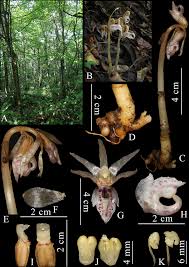 Image result for Epipogium roseum