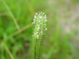 Image result for Dactyloctenium geminatum