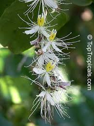 Image result for Capparaceae