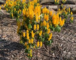 Image result for Pachystachys