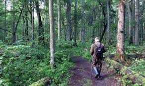 97 und 124 zentimeter) und eine schulterhöhe von 60 bis 80 zentimetern. Ecotourismus De Der Letzte Urwald Europas Auf Der Suche Nach Wisenten Im Bialowieza Nationalpark