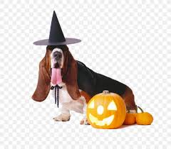 Halloween corgi puppy dog wearing witch costume with black hat a. Basset Hound French Bulldog Puppy Halloween Costume Png 1146x1005px Basset Hound Carnivoran Clothing Costume Disguise Download