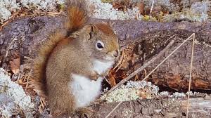 How do you save a baby squirrel from dying? Squirrels Are Dying To Be Near Me