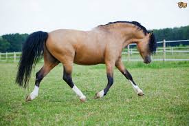 Buckskins, though, come in a wide variety of colors from very light, almost white to very dark, almost chocolate brown. Buckskin Horse