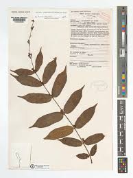 Image result for Baissea wulfhorstii