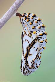 Melitaeini Insectos Insectos Raros Mariposas Bonitas