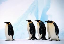 Emperor Penguins Wwf
