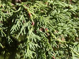 Image result for Cupressus sempervirens