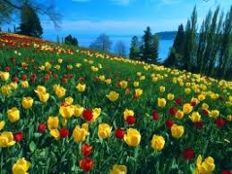 Di sana dapat ditemukan berbagai macam bunga yang. Bunga Tulip Wallpapers For Free Download About 59 Wallpapers