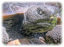 One of the gopher tortoise's important roles in the ecosystem is to spread the seeds of many plants in its droppings. Gopher Tortoise Questions And Answers