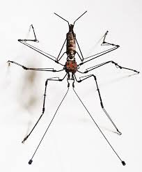 Robot Bug Insects Robot Bugs