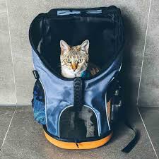 Choose one that's durable, waterproof, and large enough for your cat to turn around and stand inside without crouching. Cat Backpacks For Adventuring With Your Cat Catexplorer