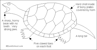 Snapping Turtle Printout Enchantedlearning Snapping