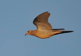 Birds Native To Georgia Usa 588834700 X86nw O Jpg Jpeg Image 940x656 Pixels Brown Thrasher State Birds Thrasher