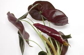 Check spelling or type a new query. Metallisches Pfeilblatt Alocasia Cuprea Pflege