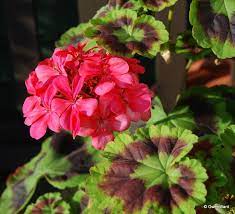Perfect Pelargoniums Black Jubilee Now Rarely Seen Zonal Pelargonium Jubilee Geraniums