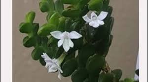 Image result for Angraecum distichum