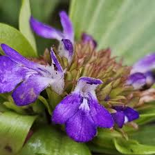 Image result for Hartliella