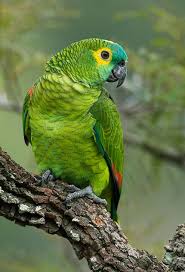 Pin On Parrot