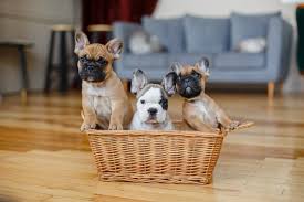 French bulldog breeder prioritizing socialization and health first. Premium Photo French Bulldog Puppies Sitting In A Basket