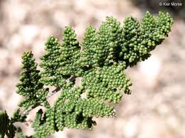 Image result for Cheilanthes