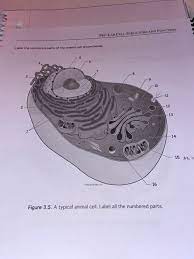 We did not find results for: Canvas Emich Edu Of The Plant Cell Go Plant Cell Chegg Com