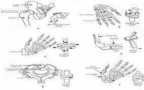 The axial skeleton, which contains the bones along the long axis of the body (i.e., the head and the torso) and the appendicular skeleton, which includes the bones of the appendages. Explain Different Types Of Joints In Human Body Sarthaks Econnect Largest Online Education Community