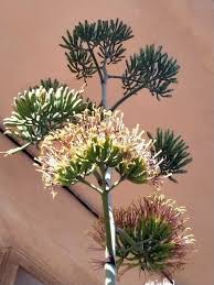 Image result for Agave sisalana