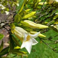 Image result for Rothmannia globosa