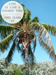  Lifes Is Like A Coconut Tree Just Climb It Good Instagram Captions Coconut Tree Instagram Captions