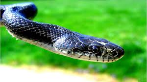 Maybe you would like to learn more about one of these? Moving Snake Live Wallpaper Appstore For 3d Animal Snake 2560x1440 Wallpaper Teahub Io