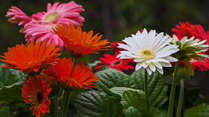 Image result for Gerbera viridifolia
