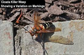 The periodical species emerges, mates, and most of them die before the cicada killers emerge. Asian Giant Hornet A K A Murder Hornet Update Bygl