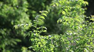 Image result for Clutia pulchella