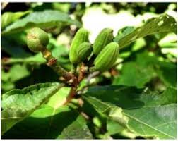 Image result for Cordia mukuensis
