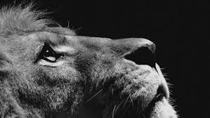 Wallpaper For Iphone X Animal Iphone Wallpaper Hd Image For Best Hd Wallpaper For Apple Iphone 7 Plus Lion Looking Sky Animal Nature Dark P Beautifulo Fond Ecran