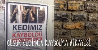 Cesur Kedi Nin Hikayesi Bodrumluculuk