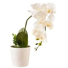 We're brooklyn flowers, your trusted florist in ponsonby that guarantees fresh flowers and flower delivery throughout auckland. Shop Faux Plants Online At Themarket Nz