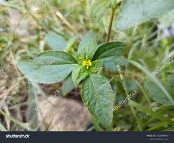 Image result for Synedrella nodiflora