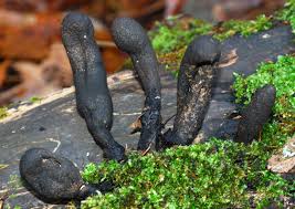 Image result for Xylaria polymorpha
