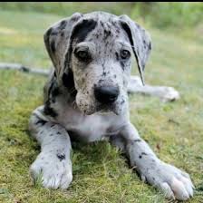 Black And Grey Spotted Dog Humln Curltive Portl Hcp520 Twitter Great Dane Dogs Dane Puppies Great Dane Puppy