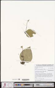 Image result for Cincinnobotrys